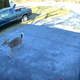 Image for article titled Bask in nature’s majesty with this video of a deer running headfirst into a garage door